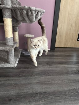 Britský kocourek ke kryti - 4