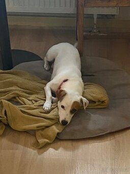 Jack Russell teriér krytí - 4