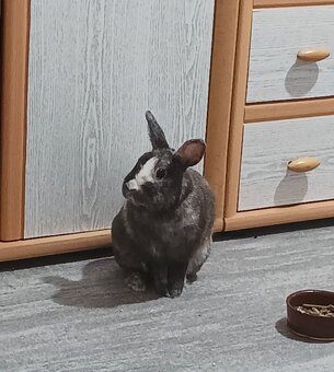 Zakrslý králík - 4