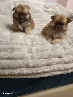 pomeranian/ pomerian - 4