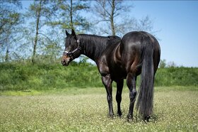 Připouštění hřebcem double registr QH/PH 7 Panel N/N - 4