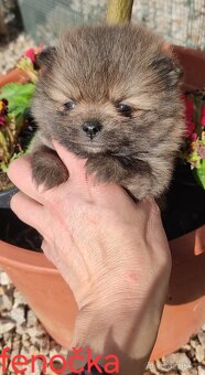 Pomeranian mini - 4
