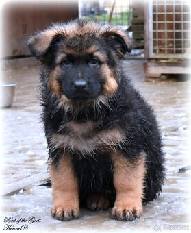 Německý Ovčák - štěňata - 4