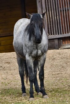 APH klisna blue roan - 4