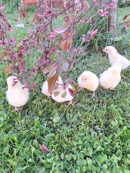 KUŘÁTKA- LEGHORN AMERICKY - 4