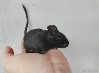Osmák degu kluci - 4