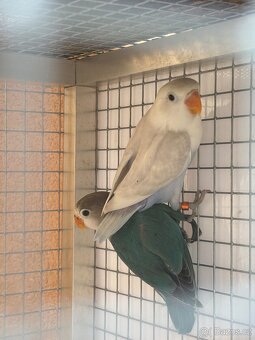 Agapornis - 4