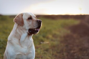 Labradorský retriever - k dispozici ke krytí (FCI) - 4