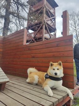 Akita inu bez PP - 4