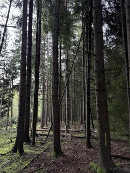 Prodám lesní pozemek v k.ú. Ločenice, p.č. 810 - 4