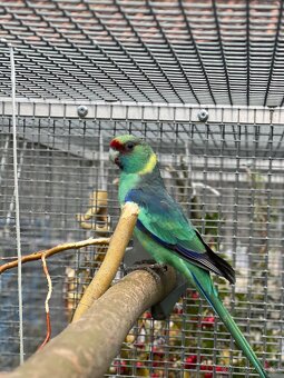 Bernard červenočelý štěp. na modré - 4