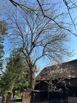 Rizikové kácení stromů - 4