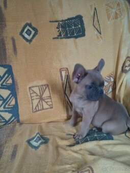 Francouzský buldoček - 4