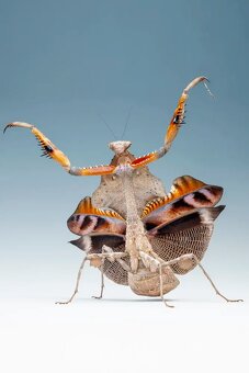 Kudlanky coronatus a další - 4