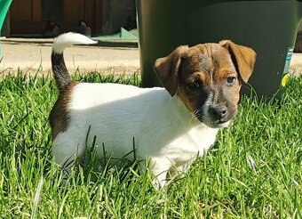 Jack Russel Terier - 4