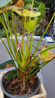 Anthurium - růžovo - zelené květy - 4
