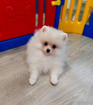 Pomeranian s PP - 4