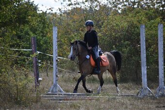 Pony kobylka kategorie S - 4
