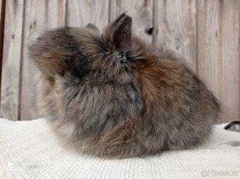 Zakrslý Teddy - mláďátka k rezervaci - 4