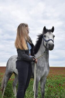 Na prodej krásná welsh mountain pony klisna DIABOLIC HENESSY - 4