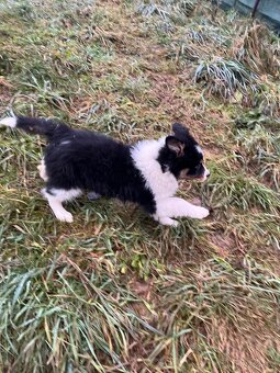 Border kolie bez pp - 4