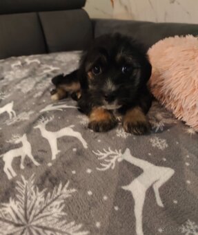 Yorkshirský /Jorkšírský teriér   X Jezevčík - 4