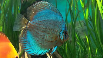 Tetra Discus Granules - 2 druhy granulí pro terčovce - 4