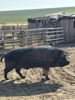 Prase Kunekune - 4