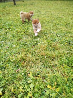 Schiba inu s rodokmenem - 4