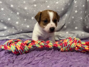 Jack Russell terier - stenata s prukazem puvodu - 4