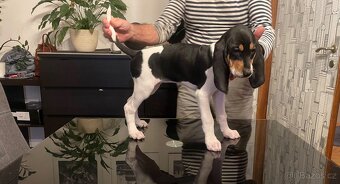 Prodáme štěňata vhodná pro lovecké účely - 4