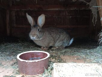 Králíci - 4