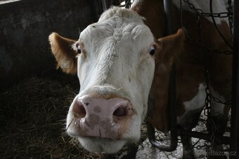 ZOOPEDIK.CZ - Funkční úprava paznehtů - 4