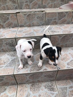 Jack russell teriér - 4