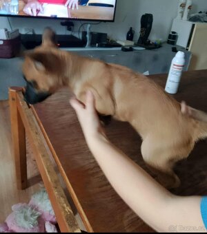 Štěňátka prodej - 4