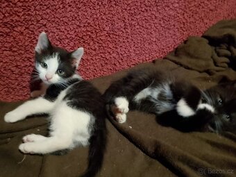 Daruji dobře vychovaná koťátka - 4