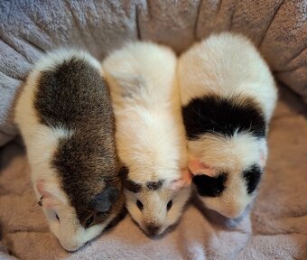 Morče - tři bráškové Zen,Bim a Puntík, US Teddy - 4