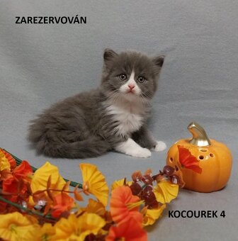 Britská koťátka britské kotě - 4