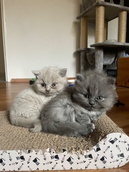 Britská koťátka - 4