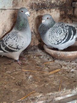 Prodej poštovních standardních holubů - 4