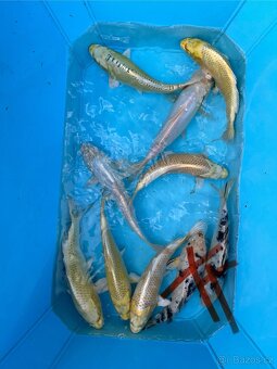 Koi kapři - 4