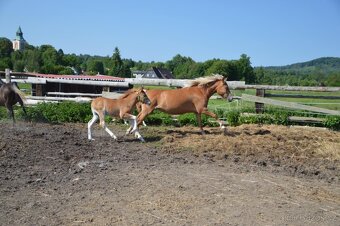 Pony 140cm kobyla 4r a hrebecek - 4