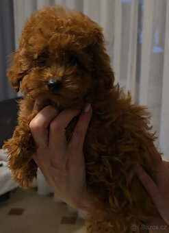 pudel 100% toy girl boy - 4