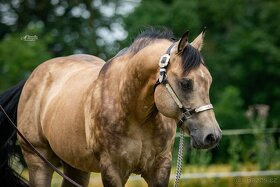 Připouštění QH hřebcem 7 panel N/N - 4
