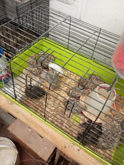 Prodám křepelky - 4