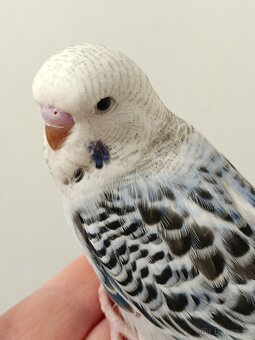 Andulka 30 denní z budky - 4