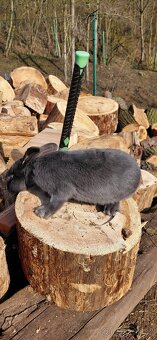 Samice králíka - 4