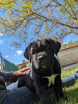 Cane Corso - štěňátka s PP - 4
