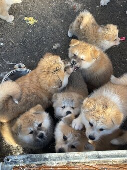 Akita inu Štěnata prodám - 4