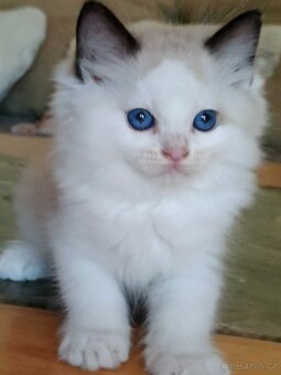 Ragdoll s PP - 4
